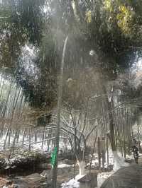江蘇無錫宜興竹海—歲末聽雪落，浮世有清歡