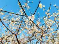 到香雪公園看梅花