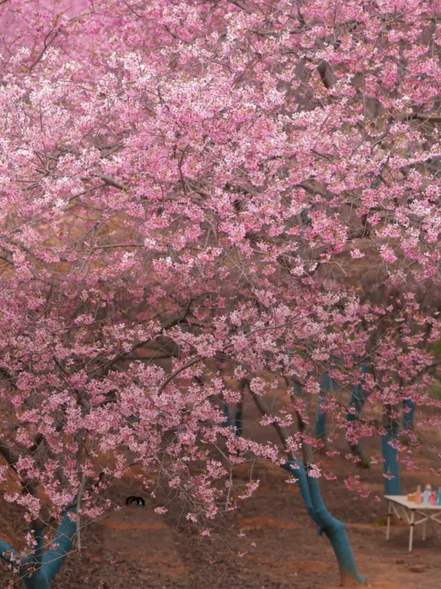봄날의 심장이 뛰고, 샤오관에서 벚꽃 비를 약속하다
