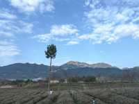 這個高山茶園裡的民宿，確實值得住幾天