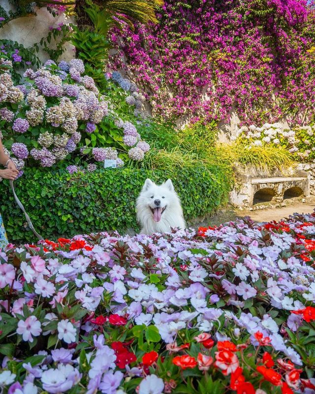 💫✨ SMILE and join Felix on an unforgettable adventure in Ravello, Amalfi Coast! 🇮🇹😍