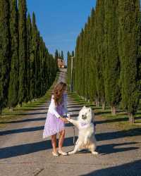 🐾📽️ Life-Changing Adventures with Our Samoyed: Watch the Unforgettable Transformation! 🎥🐶