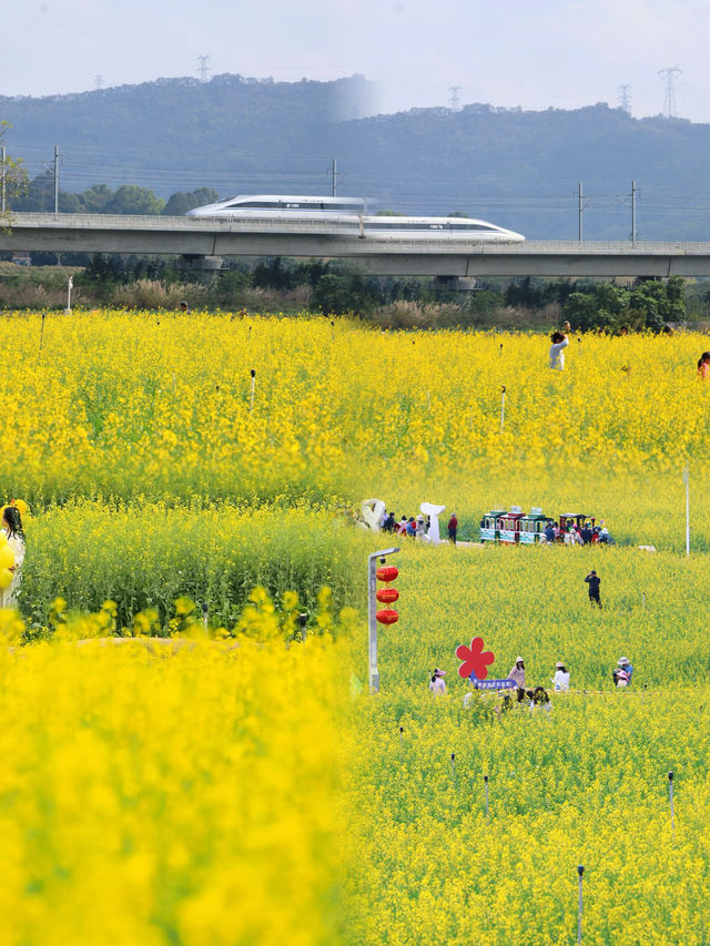 《深圳周邊遊：闖入油菜花的金色世界