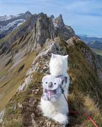 Discover the Beauty of Switzerland: Hike with Felix the Koala! 🇨🇭🥾