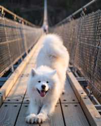 Cross the Hängebrücke Geierlay: A Thrilling Adventure in Germany! 🇩🇪😍