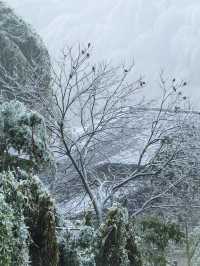 浙江的冰雪世界，我在缙云找到超美「魯冰花」