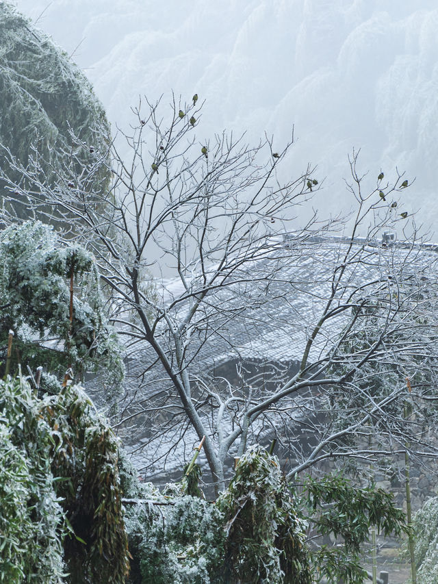 浙江的冰雪世界，我在缙云找到超美「魯冰花」