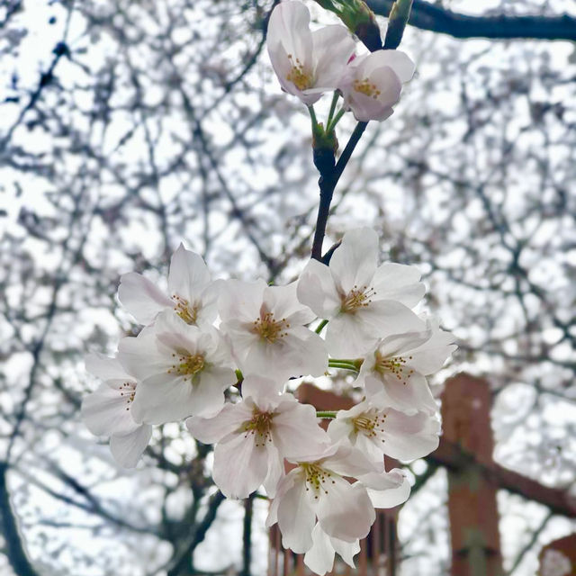 無錫｜到黿頭渚看最美櫻花🌸