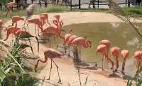 在武漢·武漢動物園新手入園攻