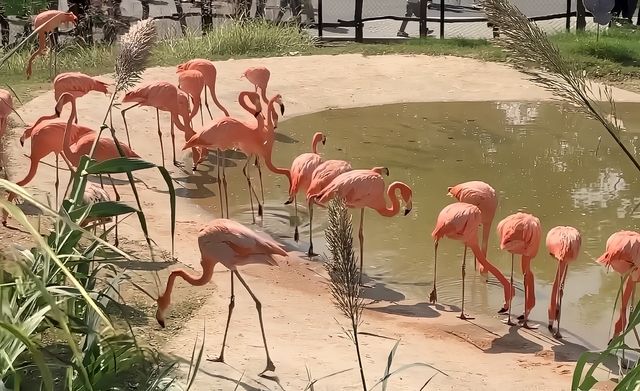 在武漢·武漢動物園新手入園攻