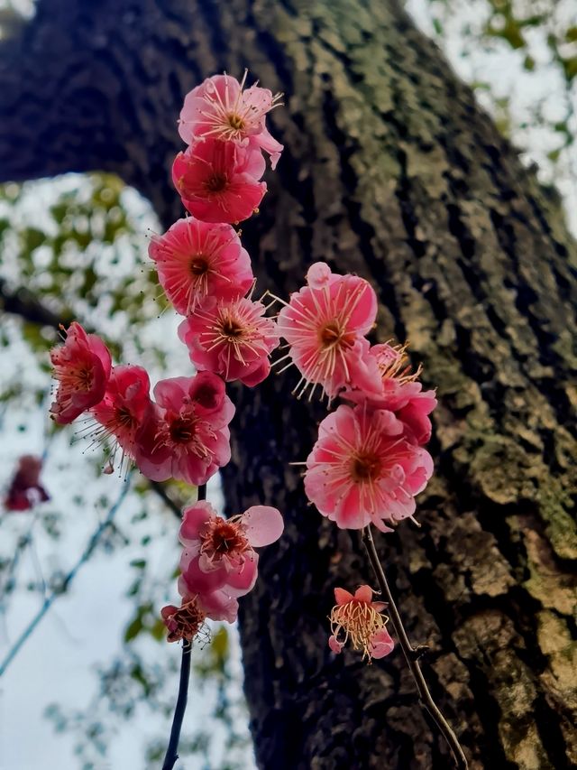 烁烁其華，匡河桃花