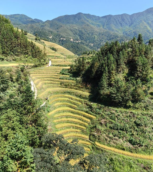 龍脊初秋，稻香彌漫