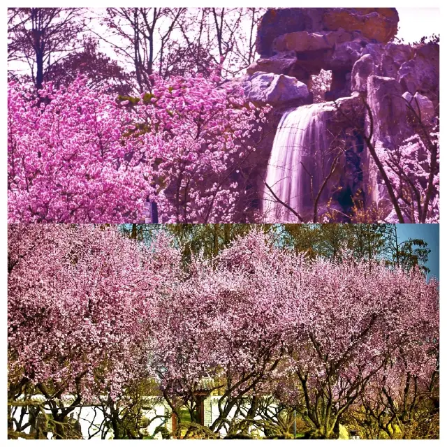 The late plum blossoms in Wuhan Moshan Plum Garden are a vibrant purple and bright red