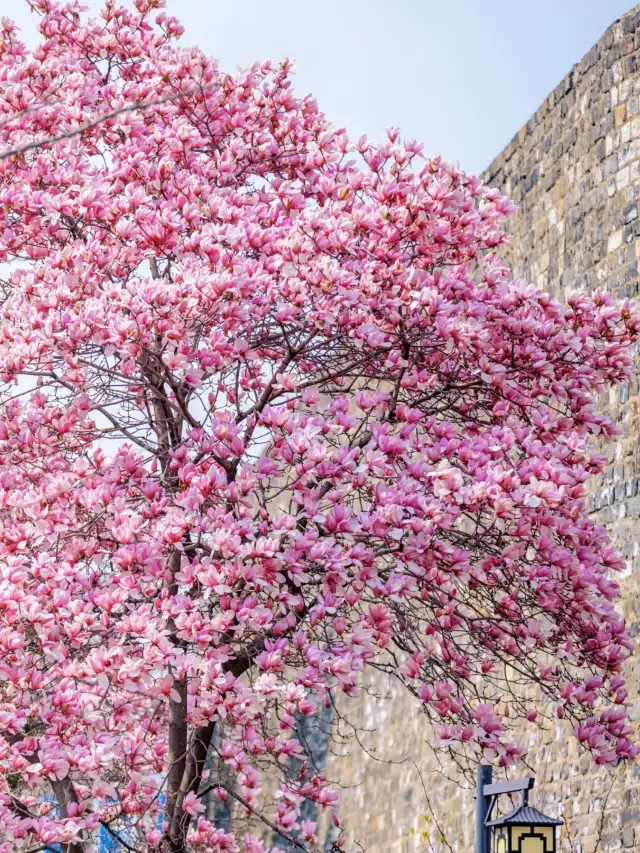 Magnolias outside Nanjing city are stunningly beautiful!