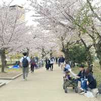 Hiroshima during Sakura 