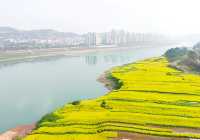 宜賓城邊的油菜花海，叙永區雪灘公園賞花去