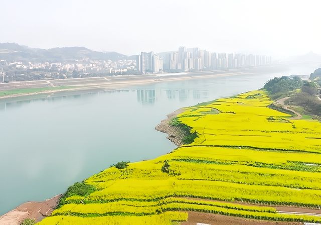 宜賓城邊的油菜花海，叙永區雪灘公園賞花去