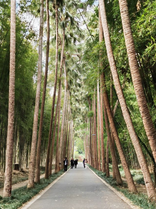 阿佤山探秘27：中科院植物園