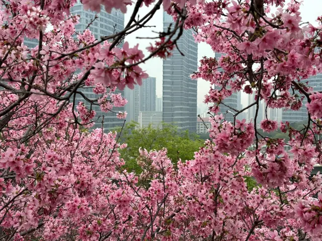 The Cherry Blossom Garden Ignored by 99% of Xiamen Residents! (Live on March 23)