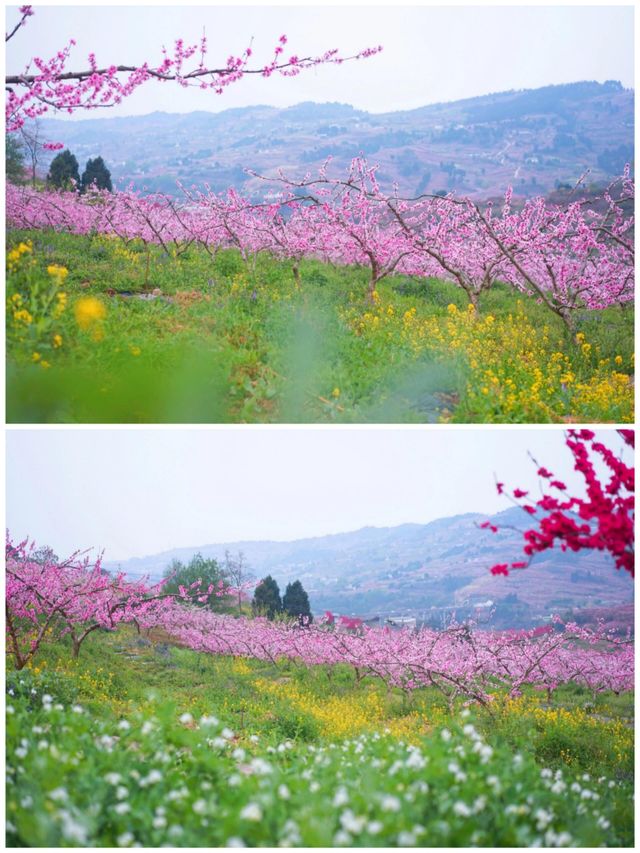 龍泉山桃花開了！仙境！寶獅村賞花攻略