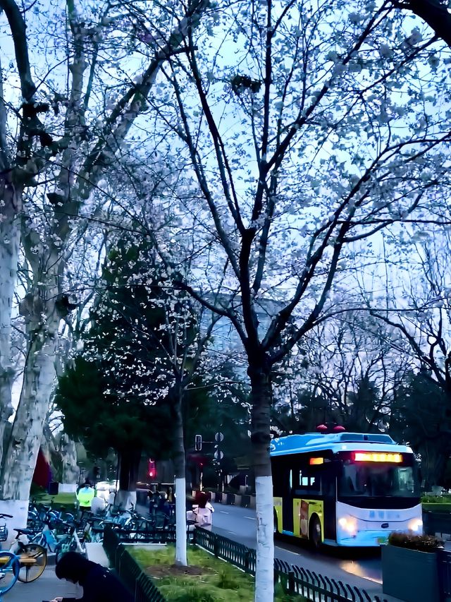 南京雞鳴寺櫻花旅遊攻略