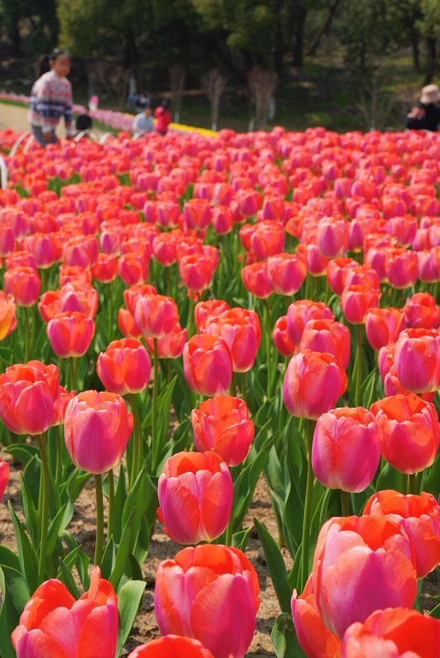 郁金香花海，我陷進去了