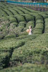 不僅櫻花，這裡的茶山也很美呀