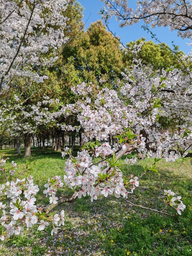 櫻花盛開，蘇州陽澄湖半導迎來最美人間四月天