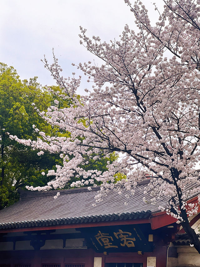 春日宜祈福，還被古寺櫻花雨美翻啦