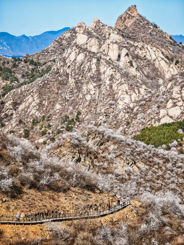 Peach blossoms surround the Wangbao River, the iron arm of Yanshan Mountain, and the pagoda forest