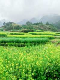 千島湖畔鰲山村，油菜花海金浪湧動