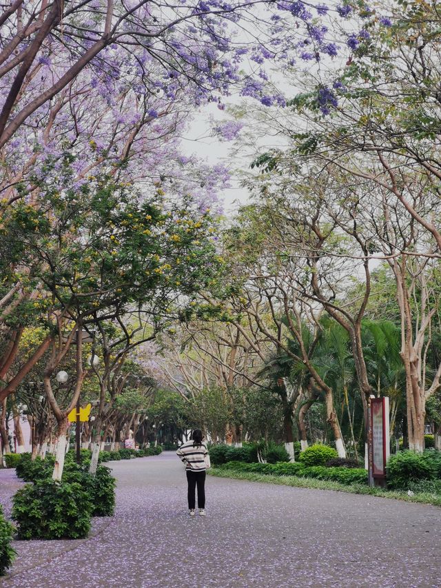 開遠泸江公園風光美