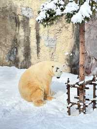 北海道親子聖地旭山動物園（企鵝漫步）