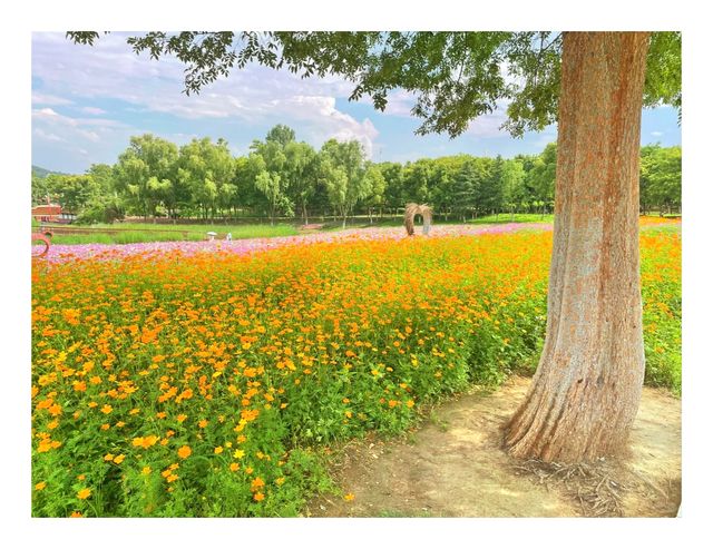 合肥一年四季都有花開的地方——四季花海