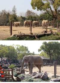 遛娃的好地方-上海野生動物園