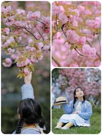 櫻花樹下，和春天撞了個滿懷
