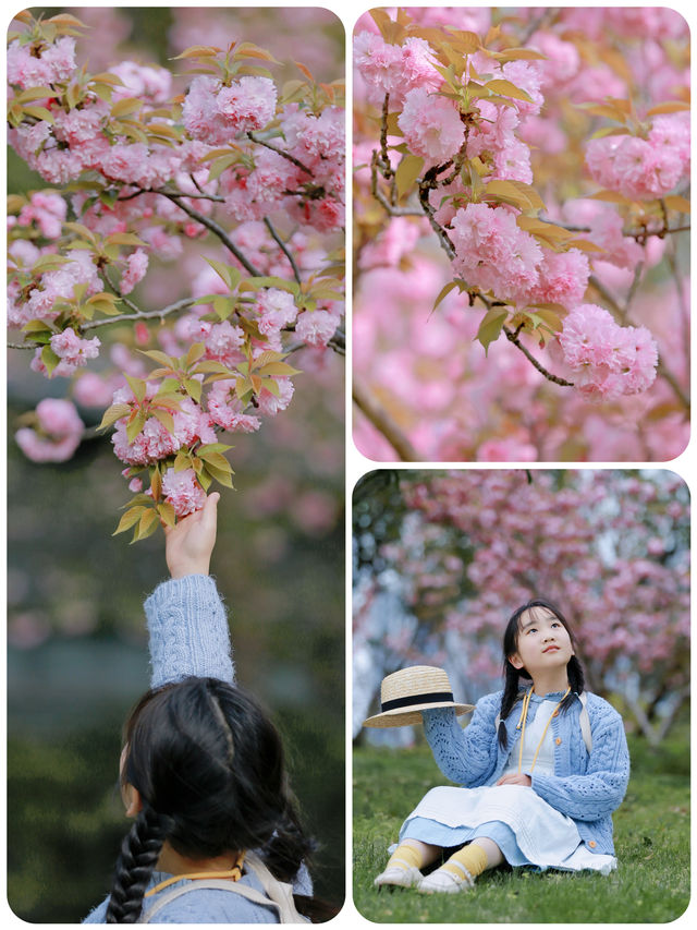 櫻花樹下，和春天撞了個滿懷