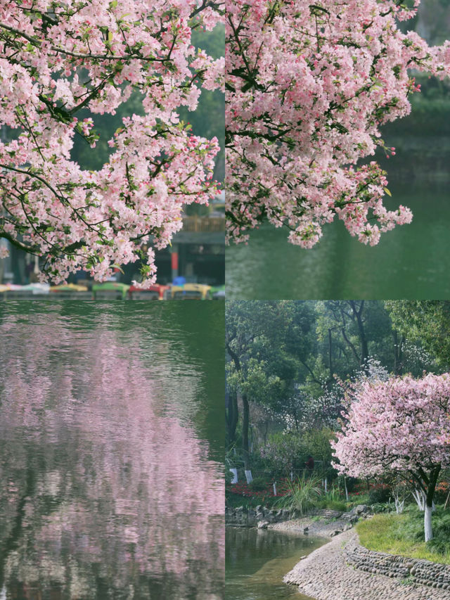 重慶｜動物園鬱金香花海賞花攻略