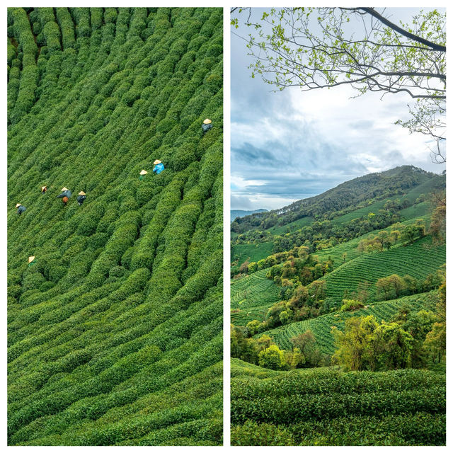 龍井村／滿眼的綠意茶色散步好去處