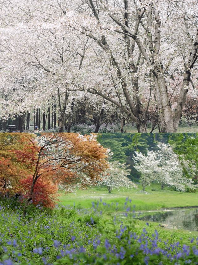 共青不止莫奈花園，親測賞花路線攻略