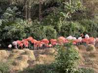 親人們，上海野生動物園有多適合遛娃還要多說嗎？