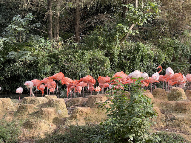親人們，上海野生動物園有多適合遛娃還要多說嗎？