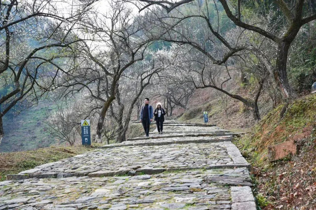 （收藏）開啟春天的浪漫，來一場踏春賞梅之旅~