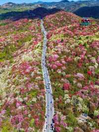 Enchanting Azaleas: 🌺 Exploring Guizhou 