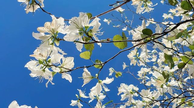 浪漫花海｜紫荆花開芳華濃 想和你一起邂逅浪漫三月