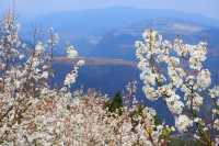 三月個舊梨花季，哨沖徒步賞花之旅