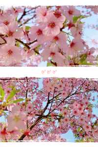 春暖花開，「櫻」你而來，玄武湖的櫻花和春風撞個滿懷