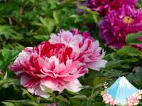 Blooming Tranquility 🌸 🌹 
