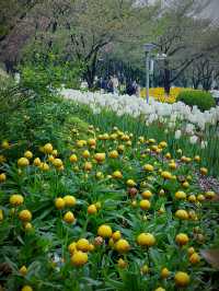 在柯橋｜遇見鬱金香花海