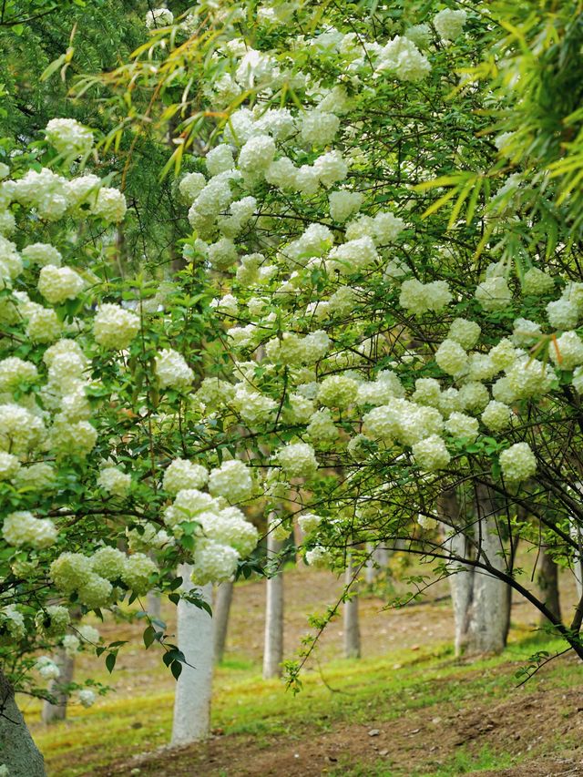 合肥金斗公園的繡球花，才是真正捅了木繡球窩